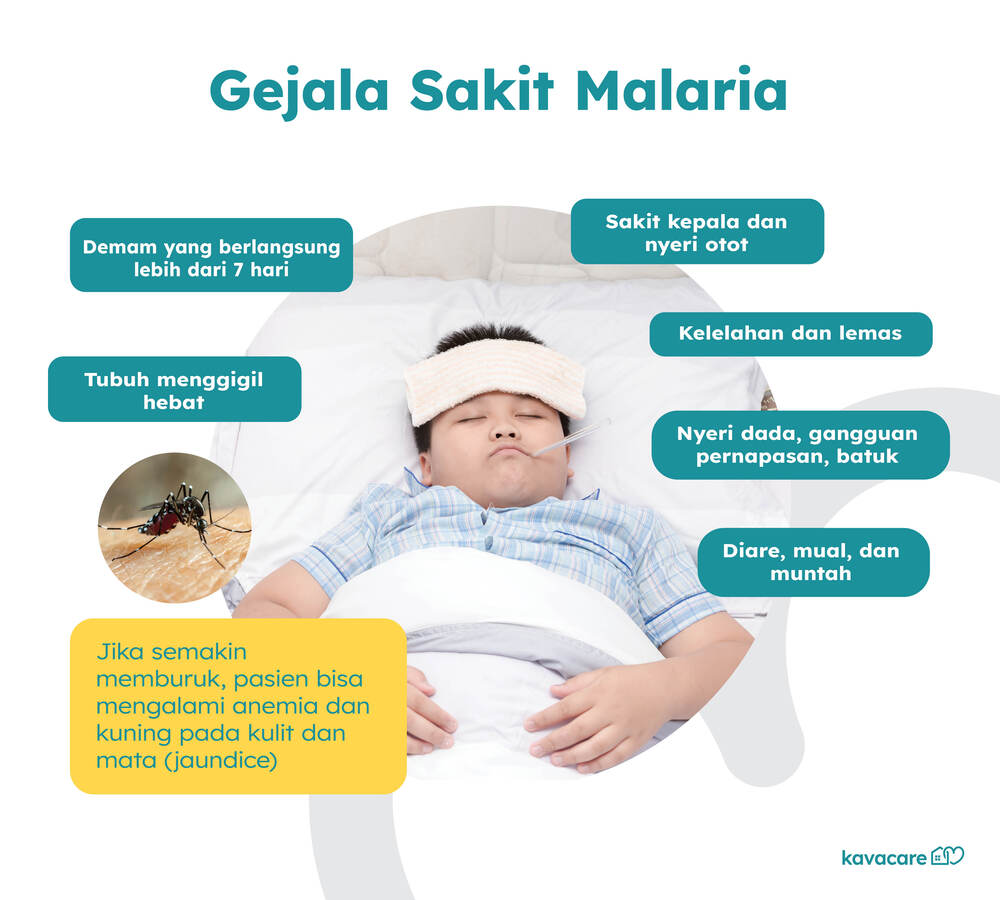 Infografis Gejala Malaria Kavacare