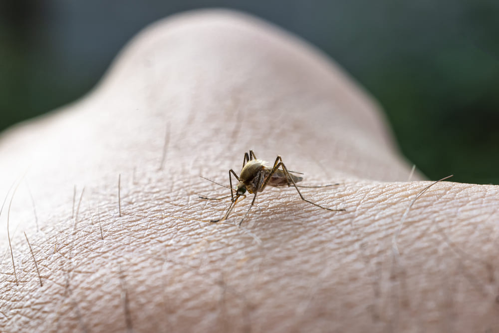 Malaria: Gejala, Penyebab, dan Penanganan